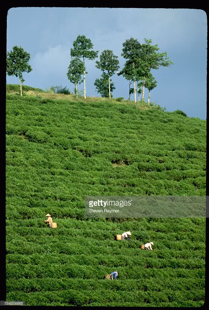 Một đồi chè trên dãy núi Hoàng Liên, Lào Cai, 15/8/1993.