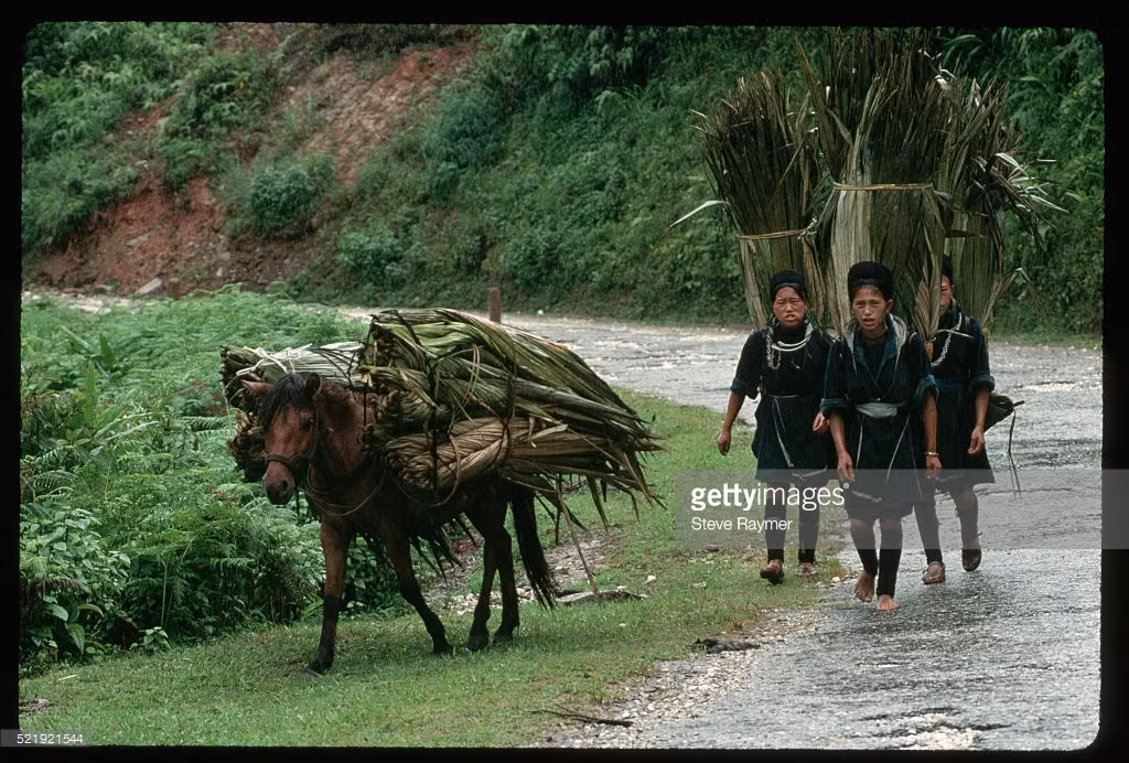 Những người phụ nữ H'Mông gùi lá dùng để lợp nhà, gần Sapa.