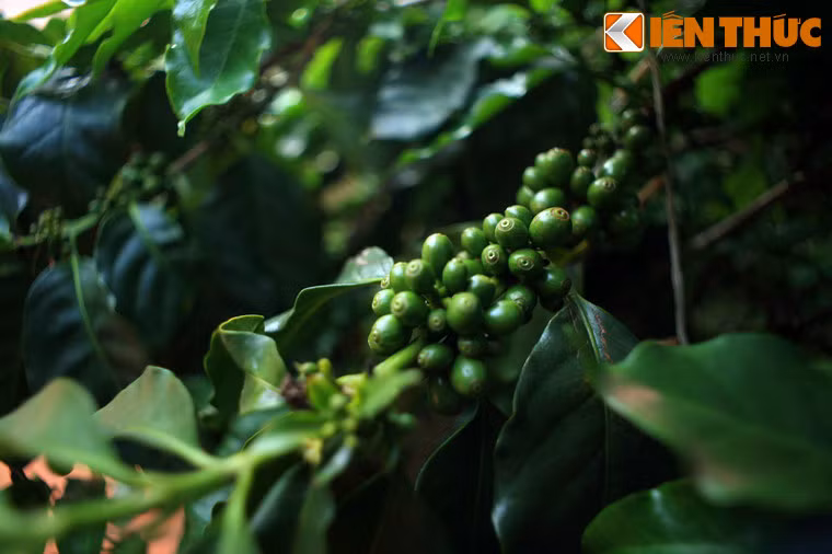 Bao bọc xung quanh làng cà phê là khu vườn cà phê xanh mướt với nhiều chủng loại cây cà phê như Robusta, Arabica, Excelsa…