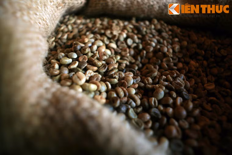 Đây cũng là nơi thường xuyên tổ chức những cuộc trình diễn nghệ thuật pha chế cà phê của các nền văn hóa khác nhau như nghệ thuật pha chế cà phê Capuchino của Italia, cách đun xay cà phê của Nhật...