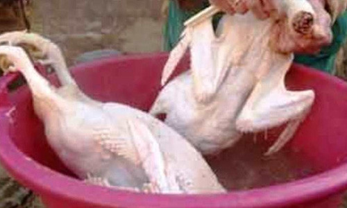 Nhua thong nho long ga, vit “sieu nhanh” co doc hai?