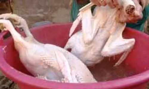 Nhua thong nho long ga, vit “sieu nhanh” co doc hai?