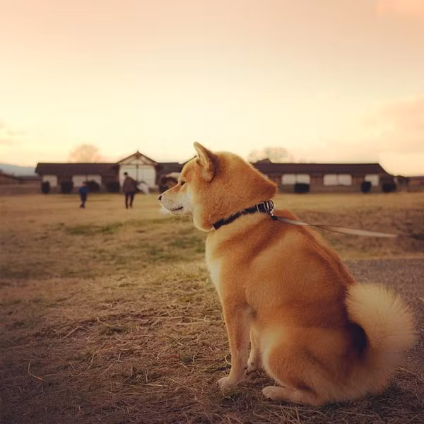 Có thể lúc này Maru đang đăm chiêu, suy tư để lên kế hoạch ngủ cho buổi tối.