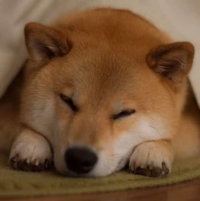 Maru sinh ngày 20 tháng 10 năm 2007 tại Nhật Bản. "Maru thuộc Cung Thiên Bình, có lẽ chú chó đáng yêu này mang những điểm rất đặc trưng của Cung Hoàng Đạo của mình nên chúng rất lười". Lời comment hài hước của fan hâm mộ dành cho Marutato.