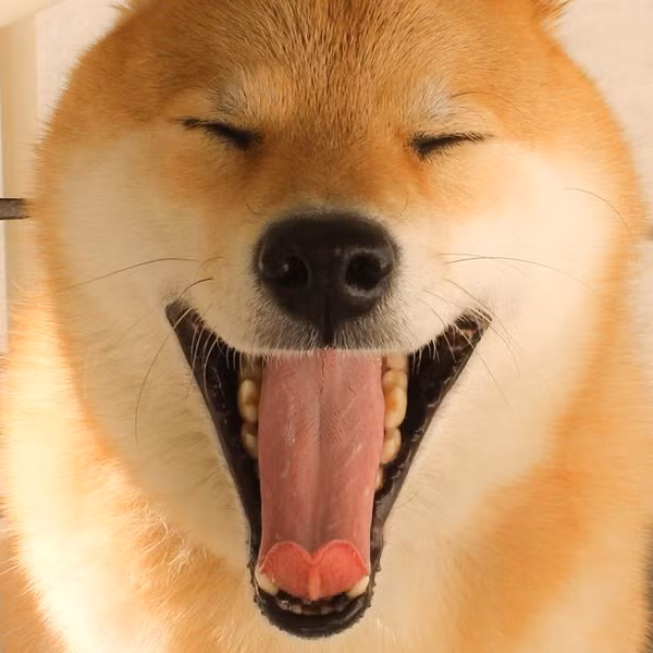 Dường như biết mình rất hot nên Marutaro luôn biết cách tạo dáng trước ống kính của ông chủ.