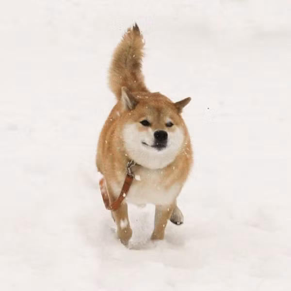 Khoảnh khắc hiếm hoi nhất mọi người có thể chứng kiến"thánh lười" ra khỏi nhà, chạy nhảy.