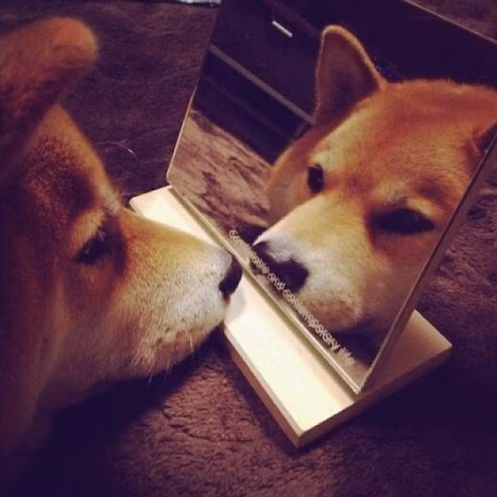 Cùng ngắm nhìn vẻ đáng yêu của Marutaro khi soi gương.