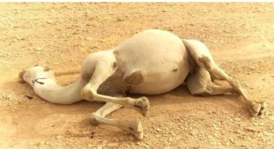 Vi sao khong duoc phep cham vao xac lac da chet trong sa mac?