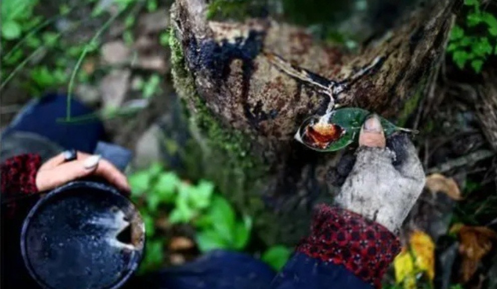 Vào rừng săn “nước mắt của cây”, 1kg thu về bạc triệu Vao rung san “nuoc mat cua cay”, 1kg thu ve bac trieu