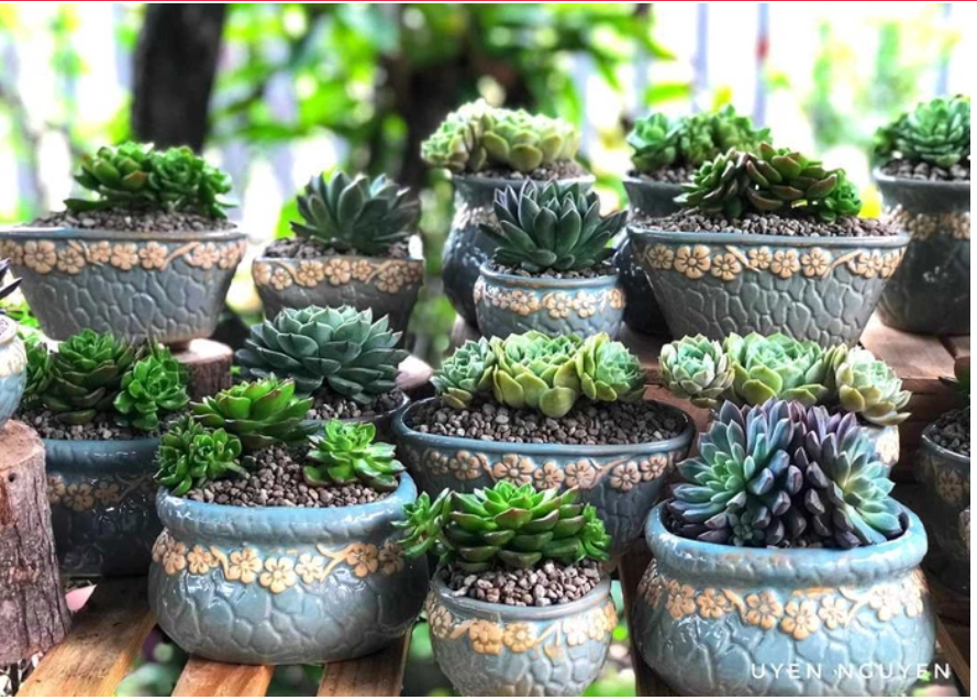 Vườn sen đá tự thiết kế đẹp như mơ giữa lòng thành phố Vuon sen da tu thiet ke dep nhu mo giua long thanh pho