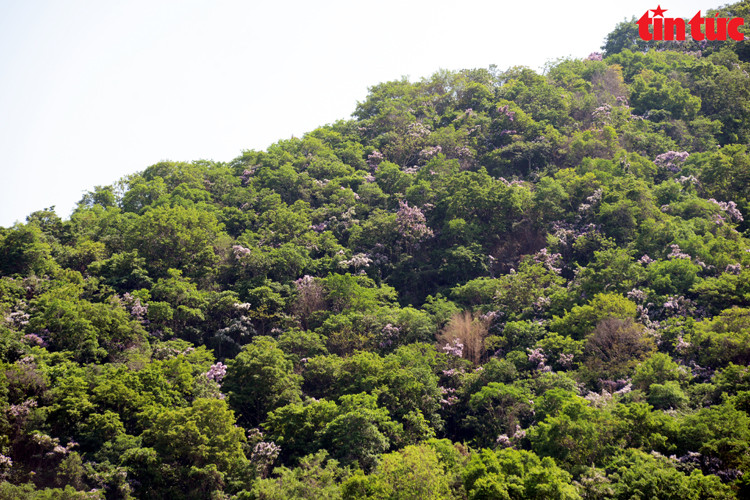 Bang lang rung no ro, tim ngat nhung trien nui An Giang-Hinh-4