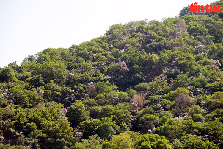 Bang lang rung no ro, tim ngat nhung trien nui An Giang-Hinh-4