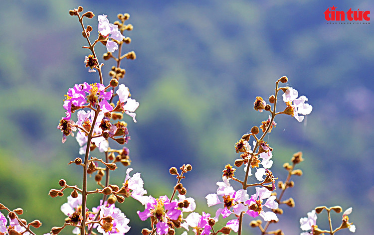 Bang lang rung no ro, tim ngat nhung trien nui An Giang-Hinh-5