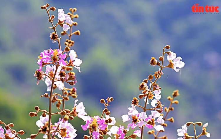 Bang lang rung no ro, tim ngat nhung trien nui An Giang-Hinh-5