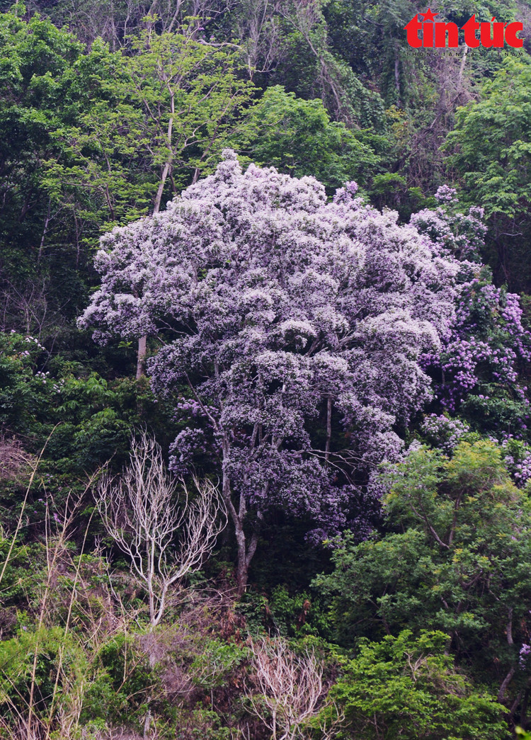 Bang lang rung no ro, tim ngat nhung trien nui An Giang-Hinh-3