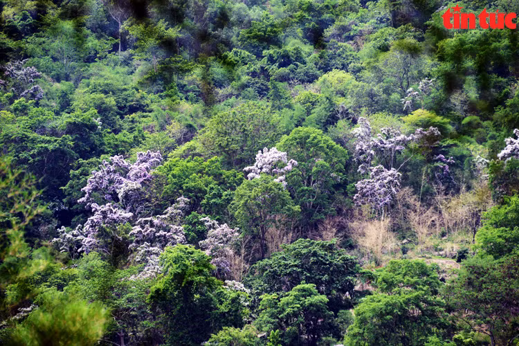 Bang lang rung no ro, tim ngat nhung trien nui An Giang-Hinh-2