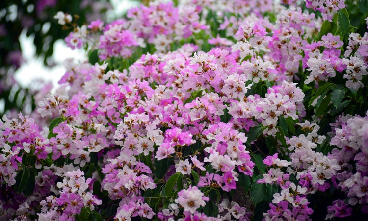 Bang lang rung no ro, tim ngat nhung trien nui An Giang