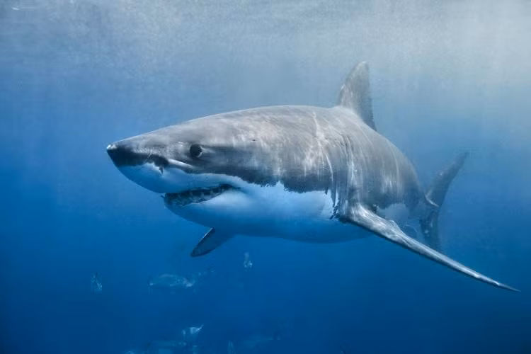 6 loai ca dang so nhat dai duong: Ca map trang chi xep cuoi