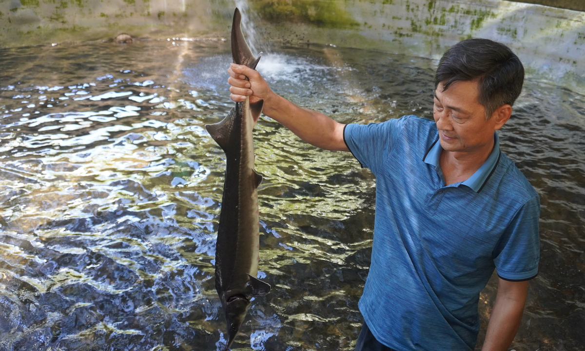 Dem ca tam len nui nuoi lay trung, gia 40 trieu dong/kg