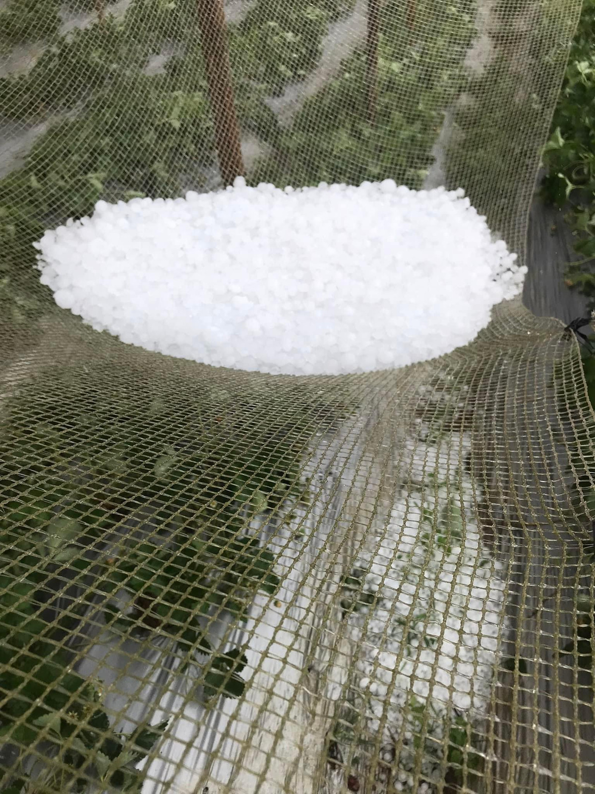 Trong khi đó, theo thông tin từ UBND huyện Văn Chấn, vào khoảng 10h sáng nay trên địa bàn xã Suối Quyền, An Lương, Suối Giàng, Suối Bu, Nậm Búng, đã xảy ra mưa đá kèm theo gió lốc mạnh, gây thiệt hại nặng nề về nhà ở, tài sản và hoa màu của nhân dân. 