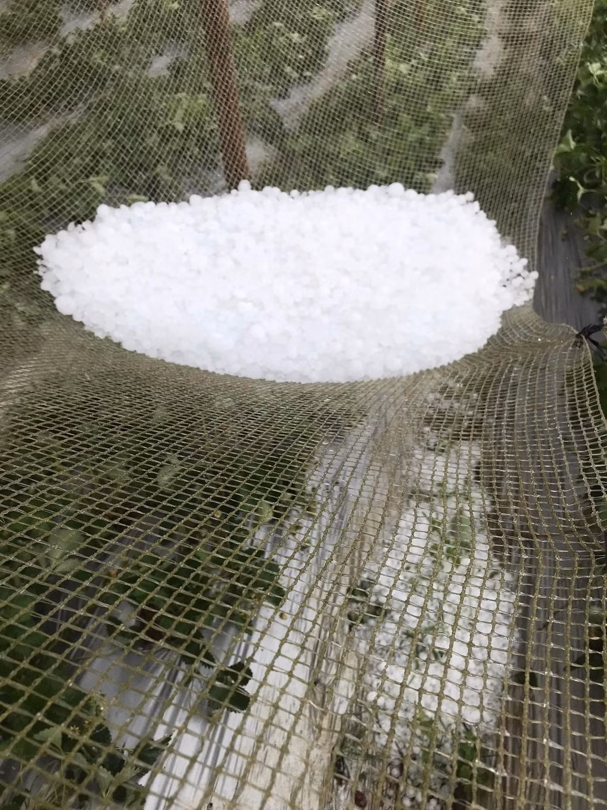 Trong khi đó, theo thông tin từ UBND huyện Văn Chấn, vào khoảng 10h sáng nay trên địa bàn xã Suối Quyền, An Lương, Suối Giàng, Suối Bu, Nậm Búng, đã xảy ra mưa đá kèm theo gió lốc mạnh, gây thiệt hại nặng nề về nhà ở, tài sản và hoa màu của nhân dân. 