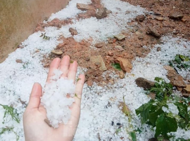 Mưa đá bất thường khiến nhiều diện tích hoa màu của người dân bị ảnh hưởng nghiêm trọng.