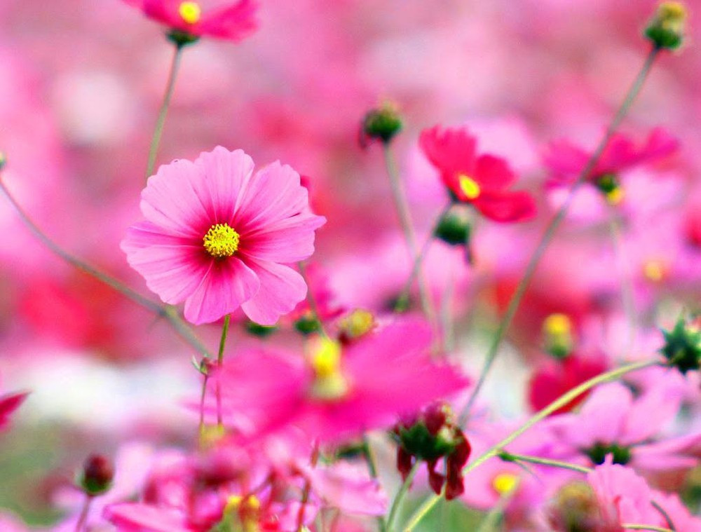  Tuổi Tỵ: Tỵ may mắn hơn người khi chuyện tình cảm hôm nay vô cùng hanh thông. Cố gắng trân trọng người bên cạnh bạn, đó không chỉ là người yêu còn là tri kỉ, là quý nhân. Tiền bạc không thông cho lắm. Chịu khó tiết kiệm một chút. Kinh doanh rất ổn với bạn vậy nên bạn cần phải tiếp tục công việc này, phát huy thật cao nhé. Con số may mắn: 5, 6. Màu sắc may mắn: Màu đỏ, cam. Quý nhân phù trợ: Tuất, Thìn. 