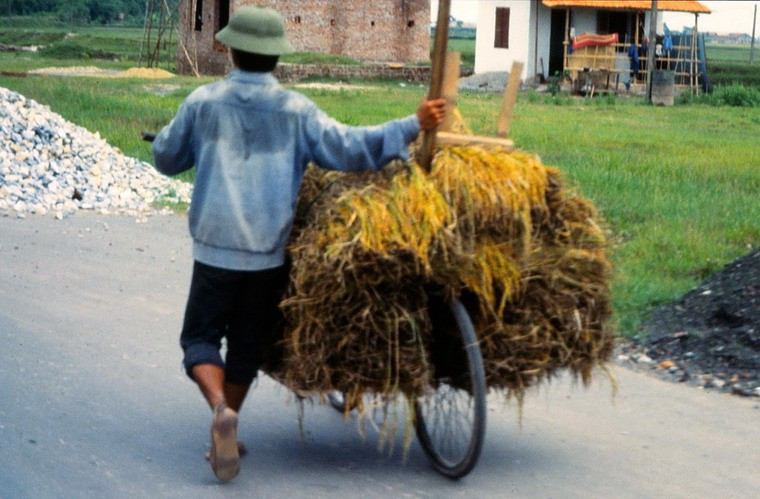 Không còn chỗ ngồi do xe đạp chất đầy rơm, thanh niên này đẩy xe đi với lưng áo đẫm mồ hôi.