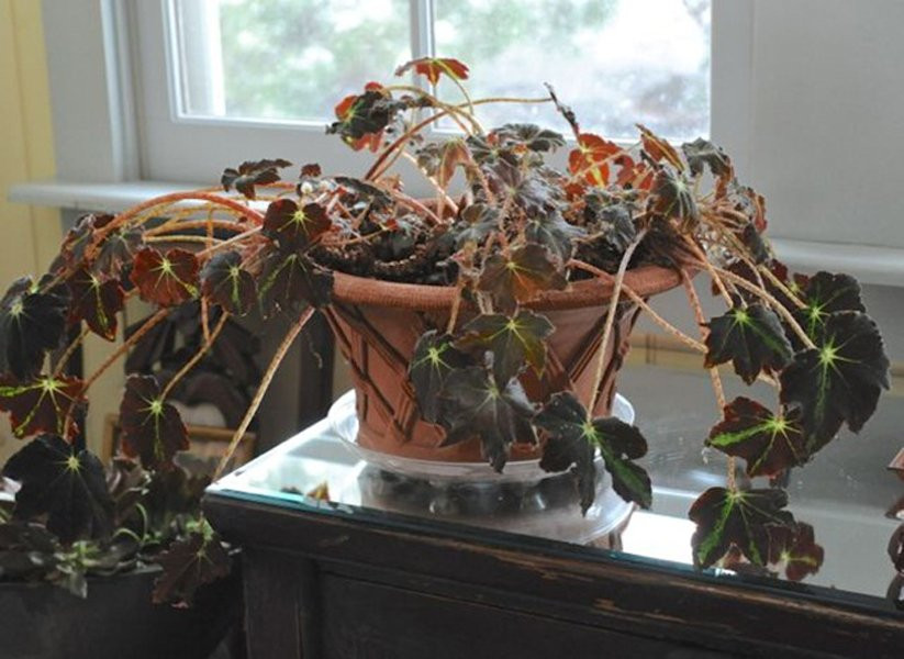  Cây khô, cây chết: Nếu trong nhà bạn có trồng cây xanh sẽ rất tốt cho phong thủy, nhưng nếu bạn thấy các cây trong nhà bị héo khô, hoặc chết thì đó là điềm báo vận xui. Ngoài ra, bạn không nên để hoa khô, gây ảnh hưởng không tốt đến phong thủy, trong ngôi nhà, cản trở đường tài lộc. 