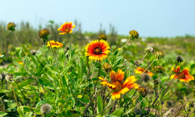 Hoa cúc biển là một nét đặc trưng ở vùng biển Cửa Lò, thường khoe sắc rực rỡ vào mùa hè. Loài hoa mọc dại, nở trên cát này có vẻ đẹp riêng, thu hút du khách khi đến đây. Ảnh: Sách Nguyễn.