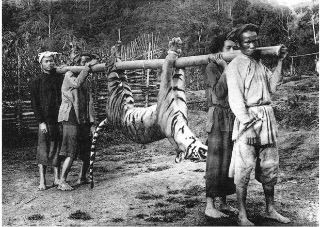 Săn hổ ở Thanh Hóa.