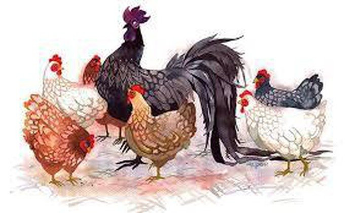 Tử vi cho biết, trong 5 năm tới, tuổi Dậu sẽ có tương lai tươi sáng, đón nhiều phúc khí. Công việc làm ăn nhiều tiến triển tốt, phát tài phát lộc, tiền bạc dồi dào nên không phải lo lắng. Những người tuổi này sẽ có đường kiếm tiền tốt, quý nhân chỉ dẫn nên không ngừng tiến lên trên con đường kiếm tiền. Ngoài ra, người tuổi Dậu có tài tích lũy tiền bạc, kiếm tiền nhiều.