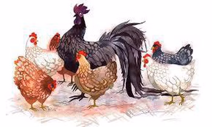 Tử vi cho biết, trong 5 năm tới, tuổi Dậu sẽ có tương lai tươi sáng, đón nhiều phúc khí. Công việc làm ăn nhiều tiến triển tốt, phát tài phát lộc, tiền bạc dồi dào nên không phải lo lắng. Những người tuổi này sẽ có đường kiếm tiền tốt, quý nhân chỉ dẫn nên không ngừng tiến lên trên con đường kiếm tiền. Ngoài ra, người tuổi Dậu có tài tích lũy tiền bạc, kiếm tiền nhiều.