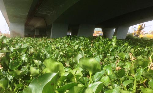 Ông Lê Hồng Lân, một người mưu sinh trên ghe qua lại hàng ngày trên con sông này chia sẻ: “Đêm qua neo ghe ngủ lại dạ chân cầu Rạch Chiếc để sáng đi bán hàng cho các bạn thuyền. Nhưng không biết lục bình từ đâu trôi về bít kín cả khúc sông khiến ghe xuồng bị kẹt, không thể di chuyển được”. Ảnh lục bình dày đặc cả khúc sông Rạch Chiếc 