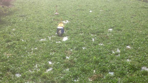 Từ sáng sớm đến tận trưa ngày 24/5, khúc sông Rạch Chiếc (đoạn qua khu dân cư Bắc Rạch Chiếc (quận 9), khu liên hợp thể thao Rạch Chiếc (quận 2), lưu vực nhà máy xi măng Hà Tiên, dưới cầu Rạch Chiếc…bất ngờ xuất hiện dày đặc lục bình che kín con sông. Ảnh chụp ghe, xuồng bị mắc kẹt giữa bạt ngàn lục bình xuất hiện bất thường trên sông Rạch Chiếc