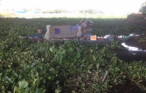 Một ngư dân sống trên ghe neo đậu dưới dạ cầu Rạch Chiếc không thể di chuyển vì mắc kẹt lục bình. 