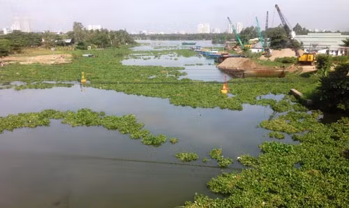 Đến giữa trưa cùng ngày, lục bình có dấu hiệu trôi dạt khi con nước rút và những người sống trên các ghe, xuồng đang cố gắng tìm cách để di chuyển ra sông lớn sau nhiều giờ bị mắc kẹt.