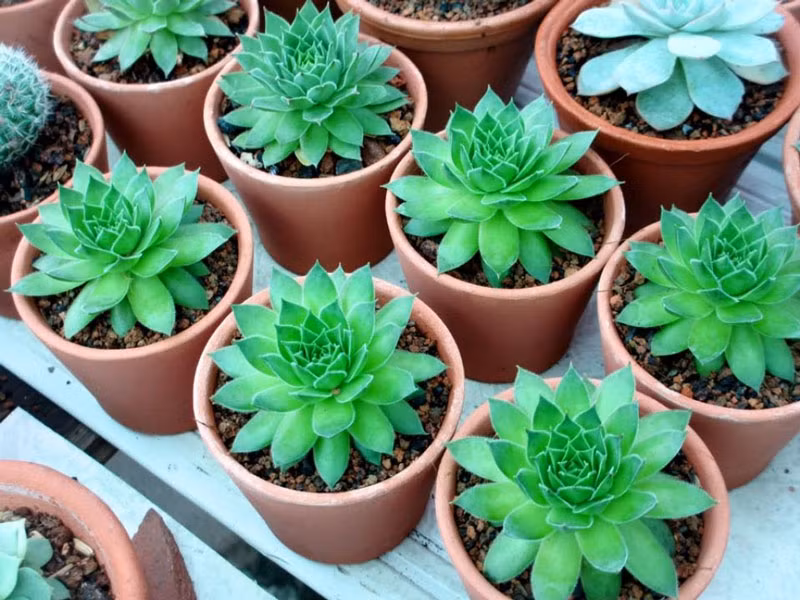 Nguoi tuoi dau trong cay sen da hut tien tai va may man-Hinh-3