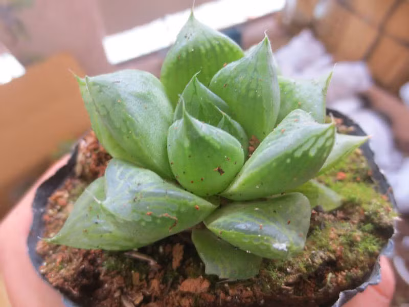 Nguoi tuoi dau trong cay sen da hut tien tai va may man-Hinh-2