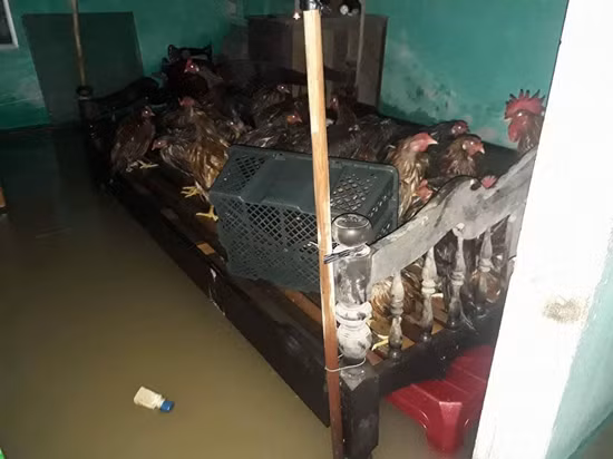 Nha ca si Quang Linh ngap sau 2m trong nuoc lu