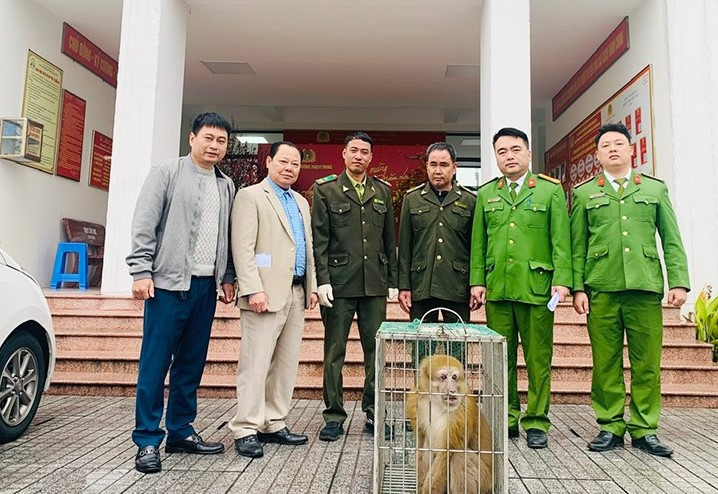 Hà Tĩnh: Người dân giao nộp cá thể khỉ vàng quý hiếm Ha Tinh: Nguoi dan giao nop ca the khi vang quy hiem