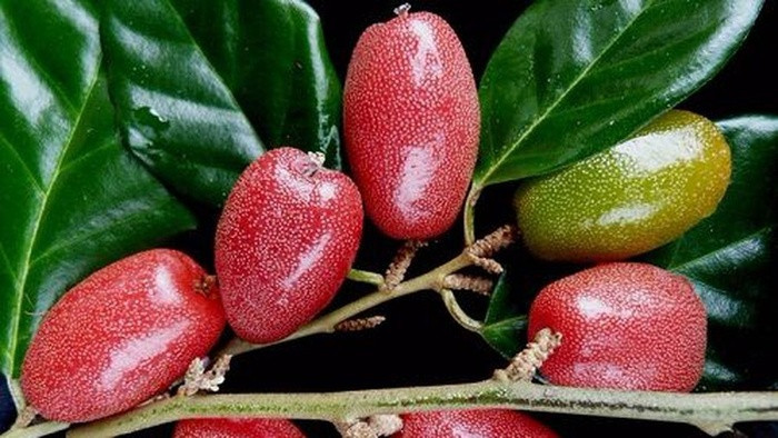 Ai cũng có tuổi thơ để quay về trong hoài niệm, để trào dâng cảm xúc với những ngây thơ, với cánh diều phơi nắng và những buổi chiều tắm mưa trong tiếng cười giòn giã. Tuổi thơ chưa biết lo toan, chỉ có những niềm vui giản dị, những trò chơi mà lớn lên nghĩ lại vẫn tưởng như vừa mới chơi hôm qua thôi.