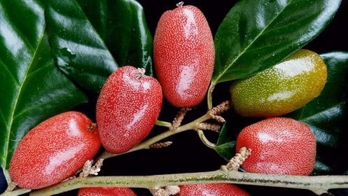 Ai cũng có tuổi thơ để quay về trong hoài niệm, để trào dâng cảm xúc với những ngây thơ, với cánh diều phơi nắng và những buổi chiều tắm mưa trong tiếng cười giòn giã. Tuổi thơ chưa biết lo toan, chỉ có những niềm vui giản dị, những trò chơi mà lớn lên nghĩ lại vẫn tưởng như vừa mới chơi hôm qua thôi.