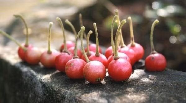 Nhớ những cây trứng cá hàng xóm trồng làm hàng rào, phía bên ngoài quả đã bị vặt hết, những lần quyết tâm chui vào vặt bên trong bị chó xồ ra chạy trối chết.