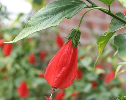 Hàng rào luôn là cảm hứng bất tận của tuổi thơ. Đó là nơi mấy đứa trao cho nhau đồ chơi, hoặc đứa nào ngồi bên nhà đứa nấy nhưng có thể cùng chơi với nhau; cũng là nơi để nháy nhau trốn bố mẹ đi chơi nữa. Nhưng hàng rào với tuổi thơ thích nhất chính là những cây trồng làm hàng rào: Này là những cây dâu chi chít sâu xen lẫn những chùm quả chín đen; Này là cây duối cành dai và to có thể trèo lên hái những quả vàng chưa kịp rụng râu; Này là cây dâu da xoan cao chót vót với tuổi thơ có quả vị chua khi xanh và ngọt khi chín vàng hấp dẫn; Này là hoa dâm bụt mút mật ngon lành... Bởi vì hàng rào là nơi cung cấp hoa quả cho trẻ con, nên nó còn là lý do khiến tuổi thơ ta bị anh đầu xóm véo tai, bị bác cuối xóm quát tơi bời, có khi còn bị bố quất cho mấy roi rồi dắt sang nhà hàng xóm xin lỗi nữa.