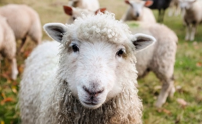 Vì vậy, giới chức trách Mỹ đã nỗ lực điều tra để phá án, tìm ra hung thủ nhưng không có kết quả.