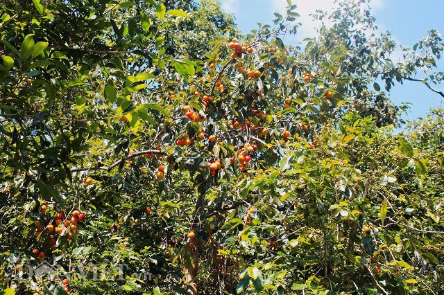 Đến những khu vườn ngoại ô thành phố Đà Lạt, Đơn Dương những ngày này, có thể dễ dàng thấy những cây hồng sai trĩu quả. Là loại trái cây Á nhiệt đới, phù hợp với những vùng có khí hậu lạnh nên hồng được trồng nhiều tại Đà Lạt. Loại quả này chứa nhiều đường, vitamin và các chất khoáng nên ăn hồng rất có lợi cho sức khoẻ.