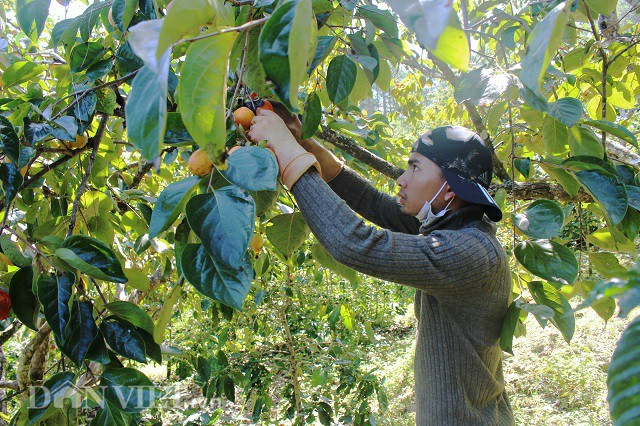 “Những cây hồng ở đây chủ yếu được trồng từ năm 1978, vì vậy chúng khá to và cho năng suất ổn định. Năm nay, tôi mua của chủ vườn và ước lượng được khoảng 10 tấn hồng tươi. Sau khi hái tầng dưới, chúng tôi sẽ chuyển qua hái trên cao bằng cách trèo cây hoặc dùng những chiếc sào dài có túi vải để hái”, anh Tân chia sẻ.