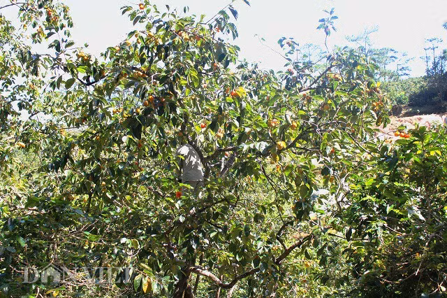 Tháng 7 đến khoảng tháng 11 hàng năm sẽ là mùa thu hoạch của từng loại hồng nơi đây. Cụ thể, thời gian thu hoạch hồng giòn sẽ kết thúc sớm hơn so với hồng chín, hay như thời gian thu hoạch hồng chín và làm hồng treo có thể kéo dài đến tháng 12.