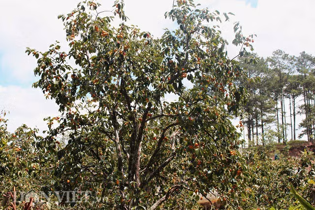 Nằm ngay cạnh con đường đi từ Đà Lạt xuống đèo Dran (Đơn Dương), vườn hồng nằm thọt lỏm trong thung lũng đã được anh Duy Tân (Lữ Gia, Đà Lạt) mua lại. Vườn hồng của anh Tân đang độ chín và được thu hoạch. Chủ nhân mới của vườn hồng này cho biết, anh đã mua lại của chủ khi mùa hồng đến, chủ yếu sử dụng để làm hồng treo, món ăn đặc sản của địa phương.